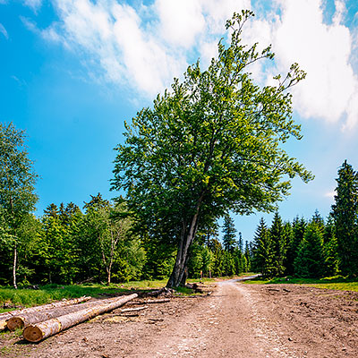 Spalona - sezon letni