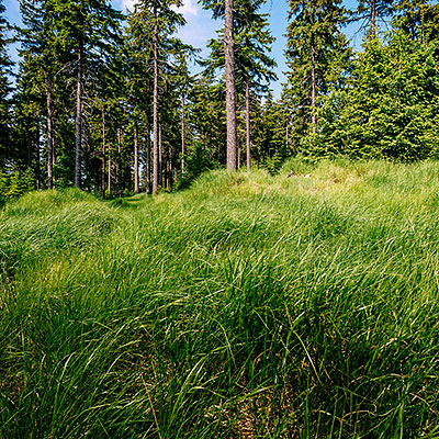 Spalona - sezon letni