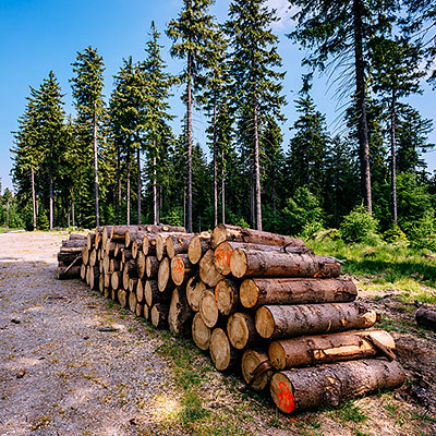 Spalona - sezon letni