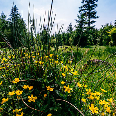 Spalona - sezon letni