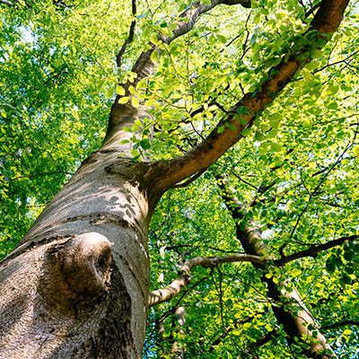 Spalona - sezon letni