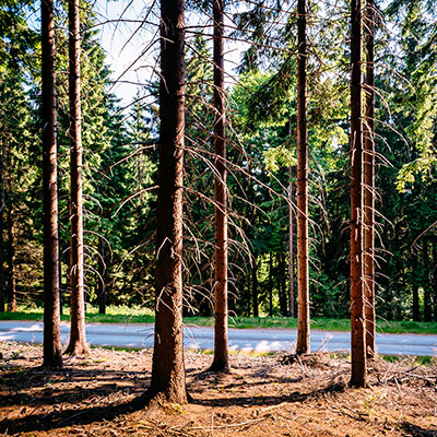 Spalona - sezon letni