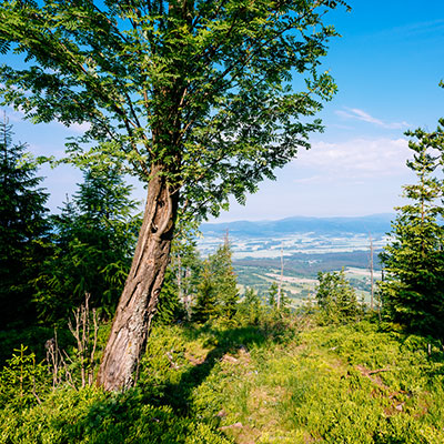 Spalona - sezon letni