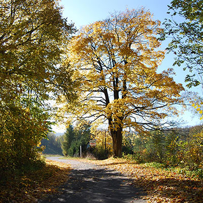 Spalona - jesieÃƒâ€¦Ã¢â‚¬Å¾